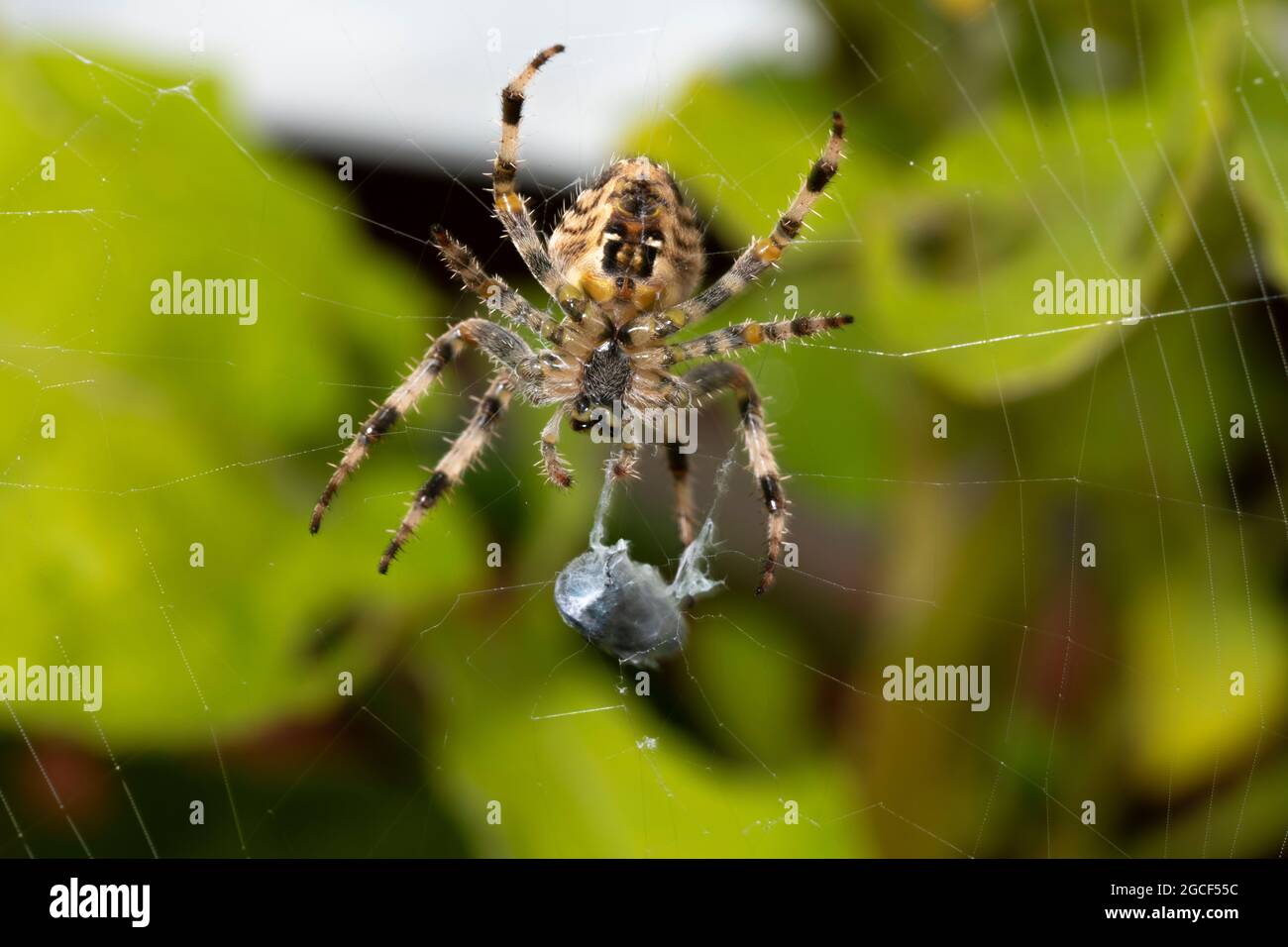 Garden Spider con preda Foto Stock