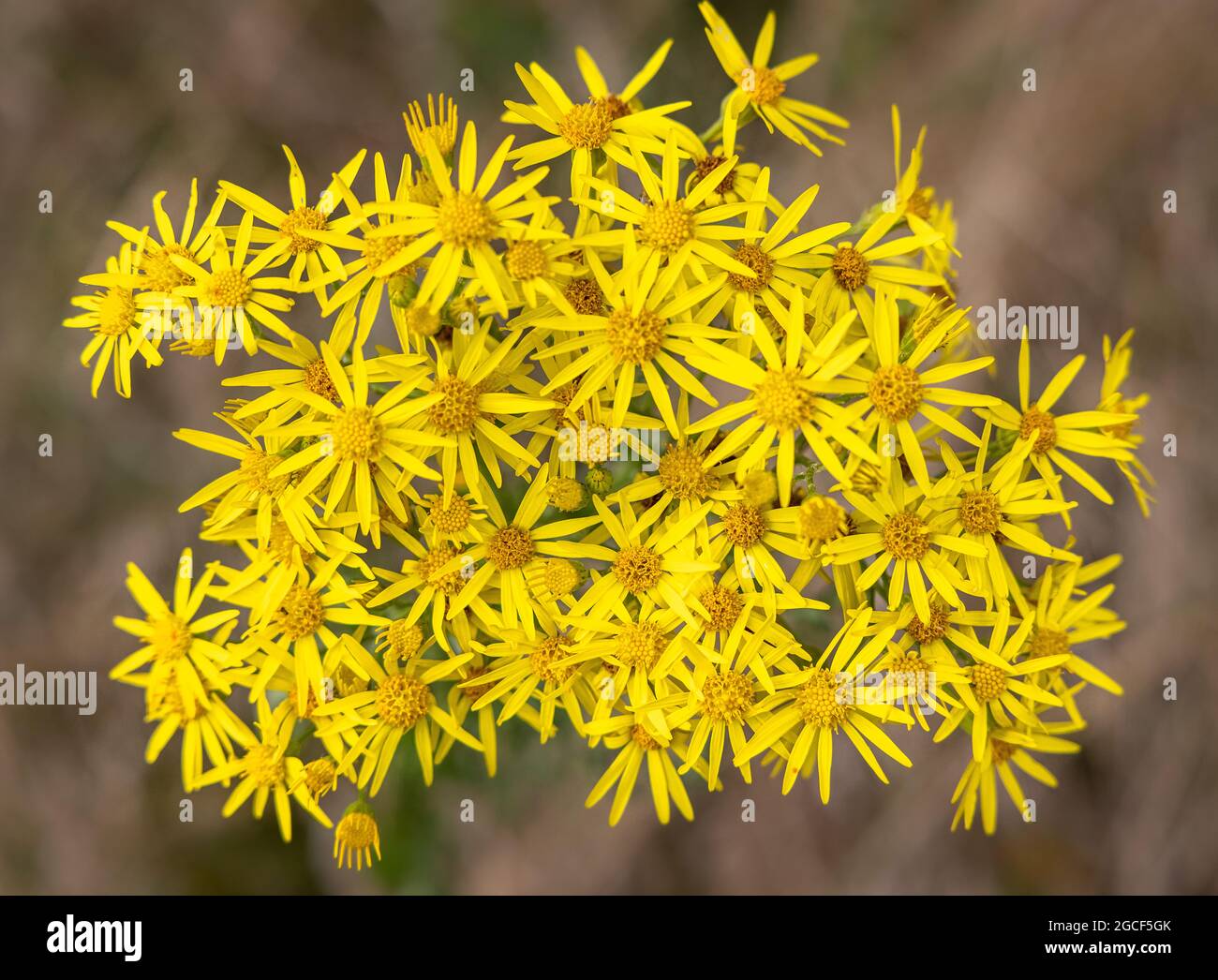 Primo piano dei fiori di Ragwort, noti anche come Willie in naufragio. REGNO UNITO Foto Stock