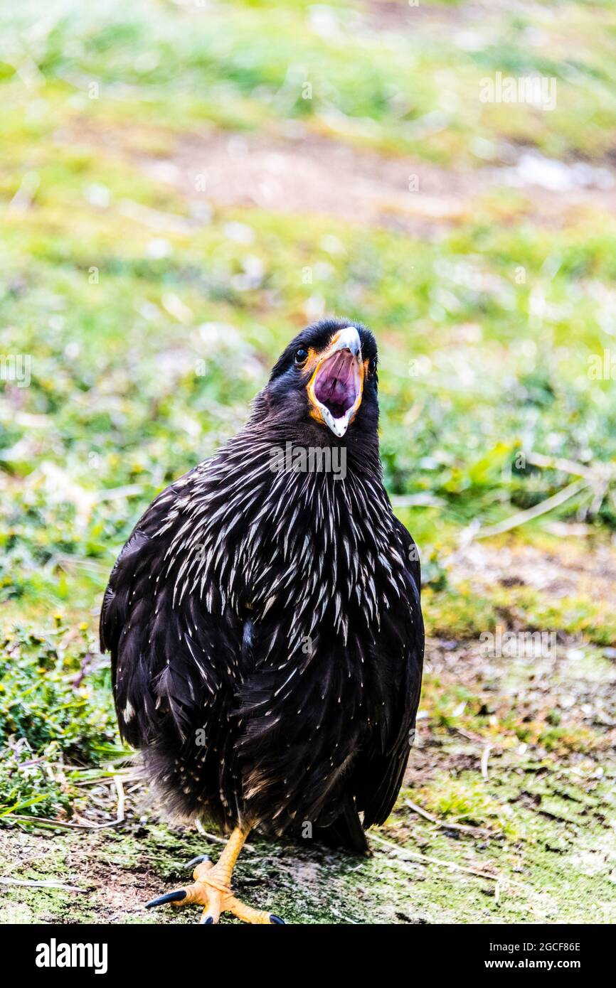 Primo piano di una Caracara striata, Phalcoboenus australis, chiamata con bocca aperta, Sea Lion Island, Falkland Islands, South Atlantic Ocean Foto Stock