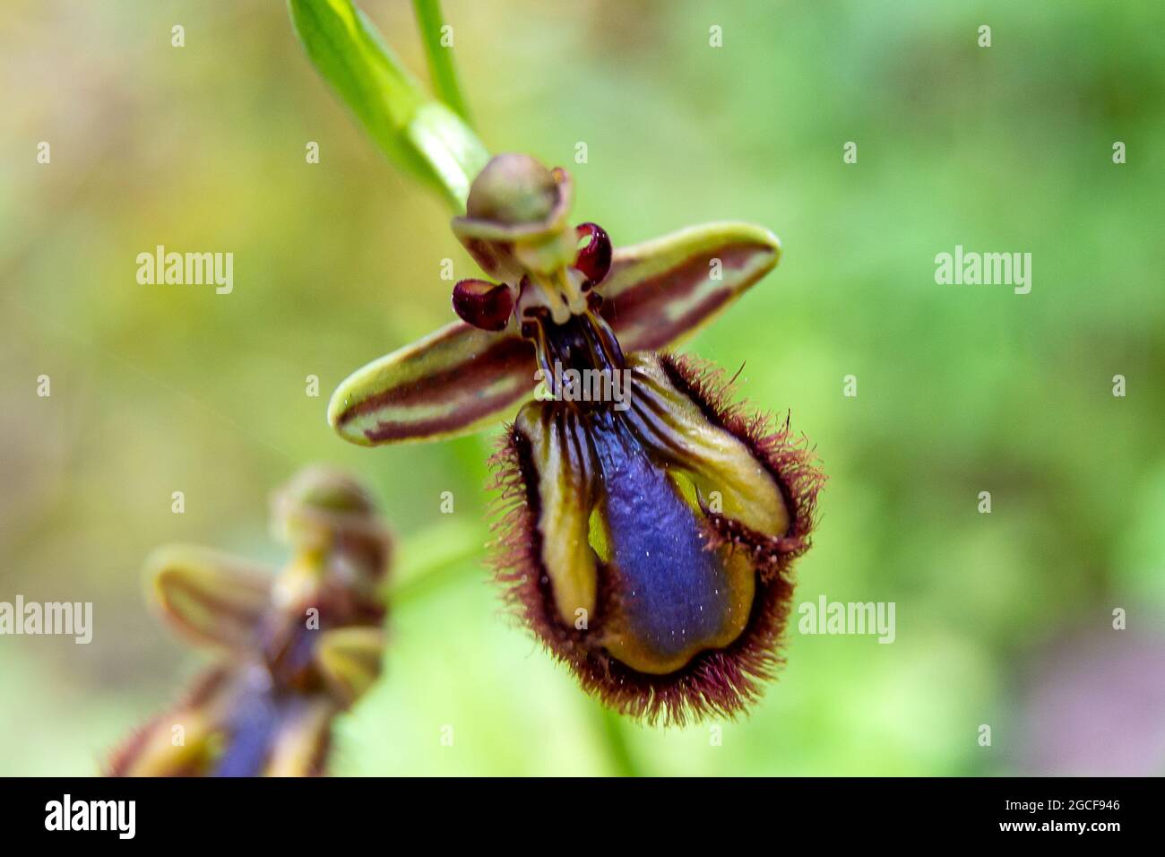 Ophrys speculum. Orchidea specchio Foto Stock