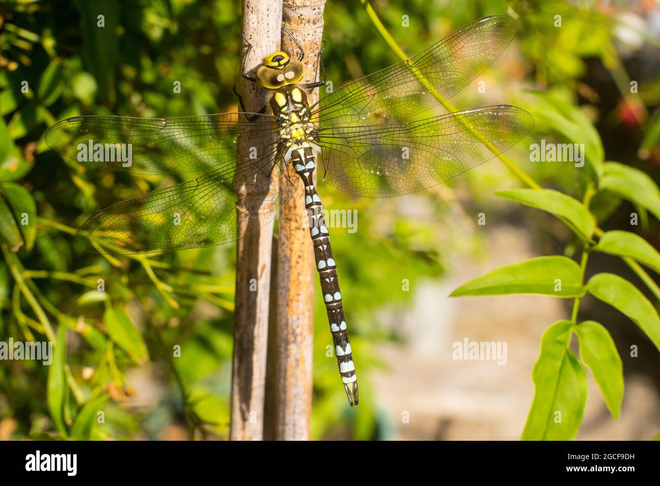 Un dragonfly maschio di falco del sud, Aeshna cyanea, appollaiato su una canna da giardino in un giardino suburbano nell'Inghilterra meridionale Foto Stock