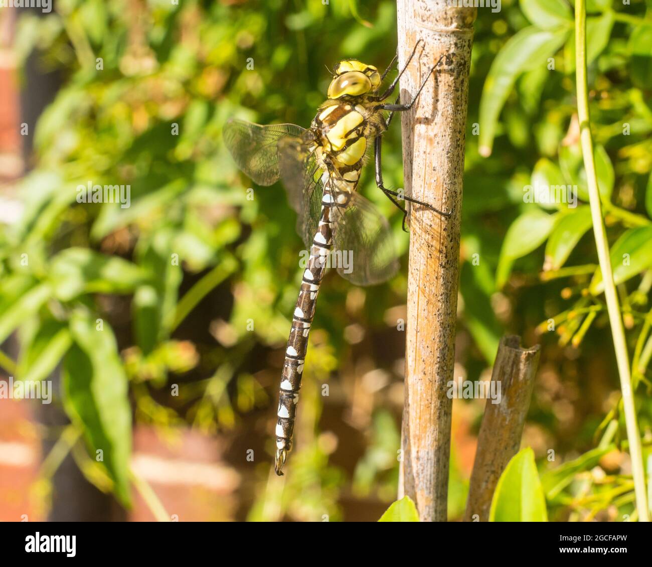 Un dragonfly maschio di falco del sud, Aeshna cyanea, appollaiato su una canna da giardino in un giardino suburbano nell'Inghilterra meridionale Foto Stock