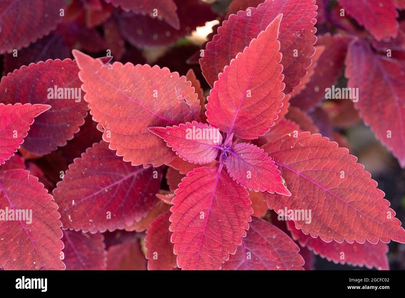 Coleus scutellarioides, (Solenostemon scutellarioides), Isola Madre, Stresa, Lago maggiore, Piemonte, Italia Foto Stock