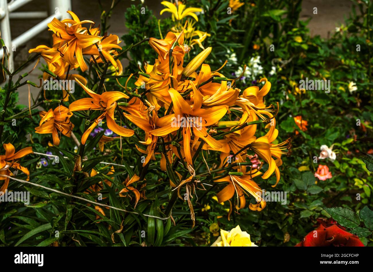 Un grande bouquet di grandi gigli d'arancio, legato con una corda alla recinzione su un letto di fiori nel giardino tra cespugli di rose in fiore Foto Stock