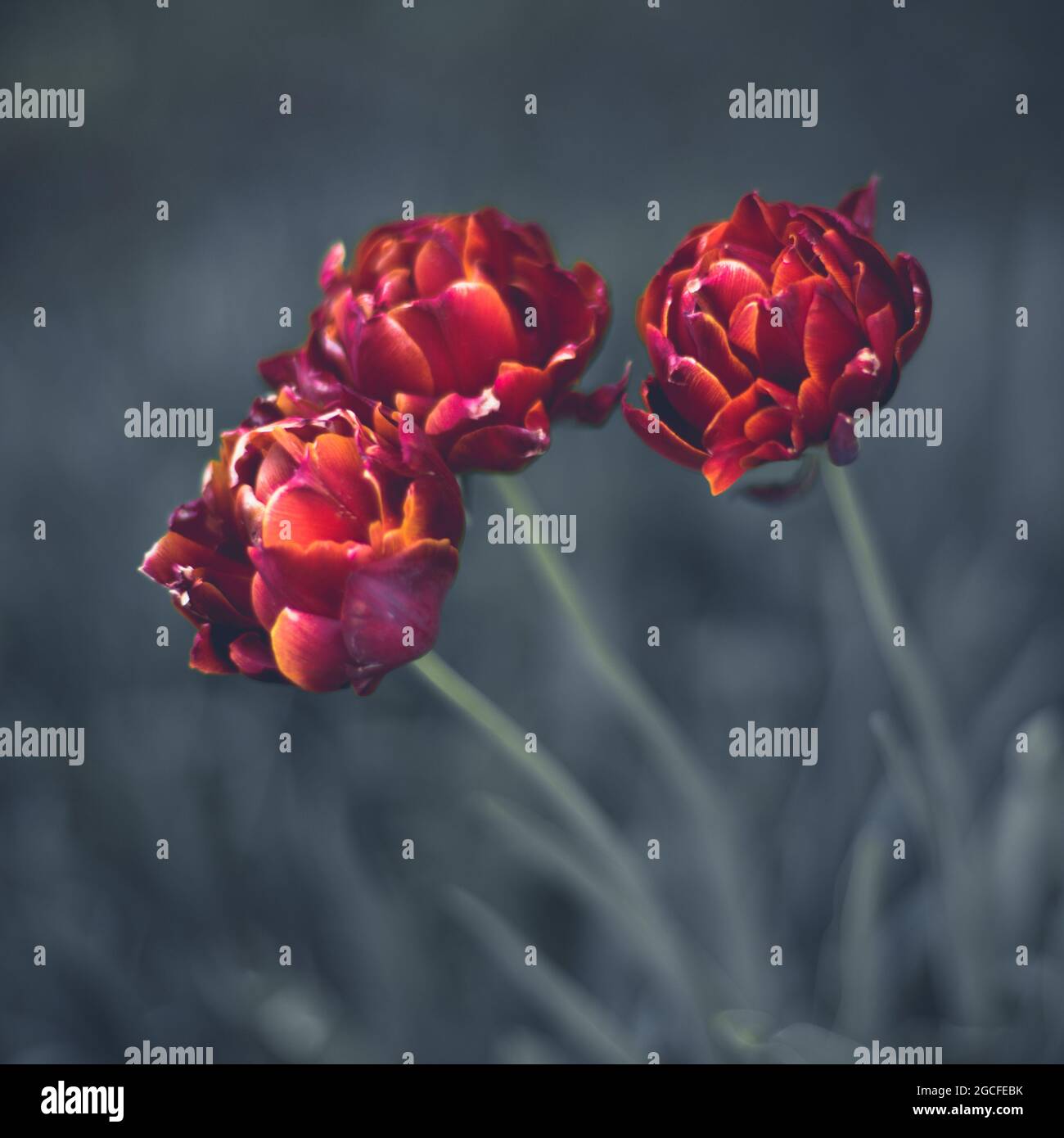 Nel giardino crescono tre tulipani ibridi rossi Foto Stock