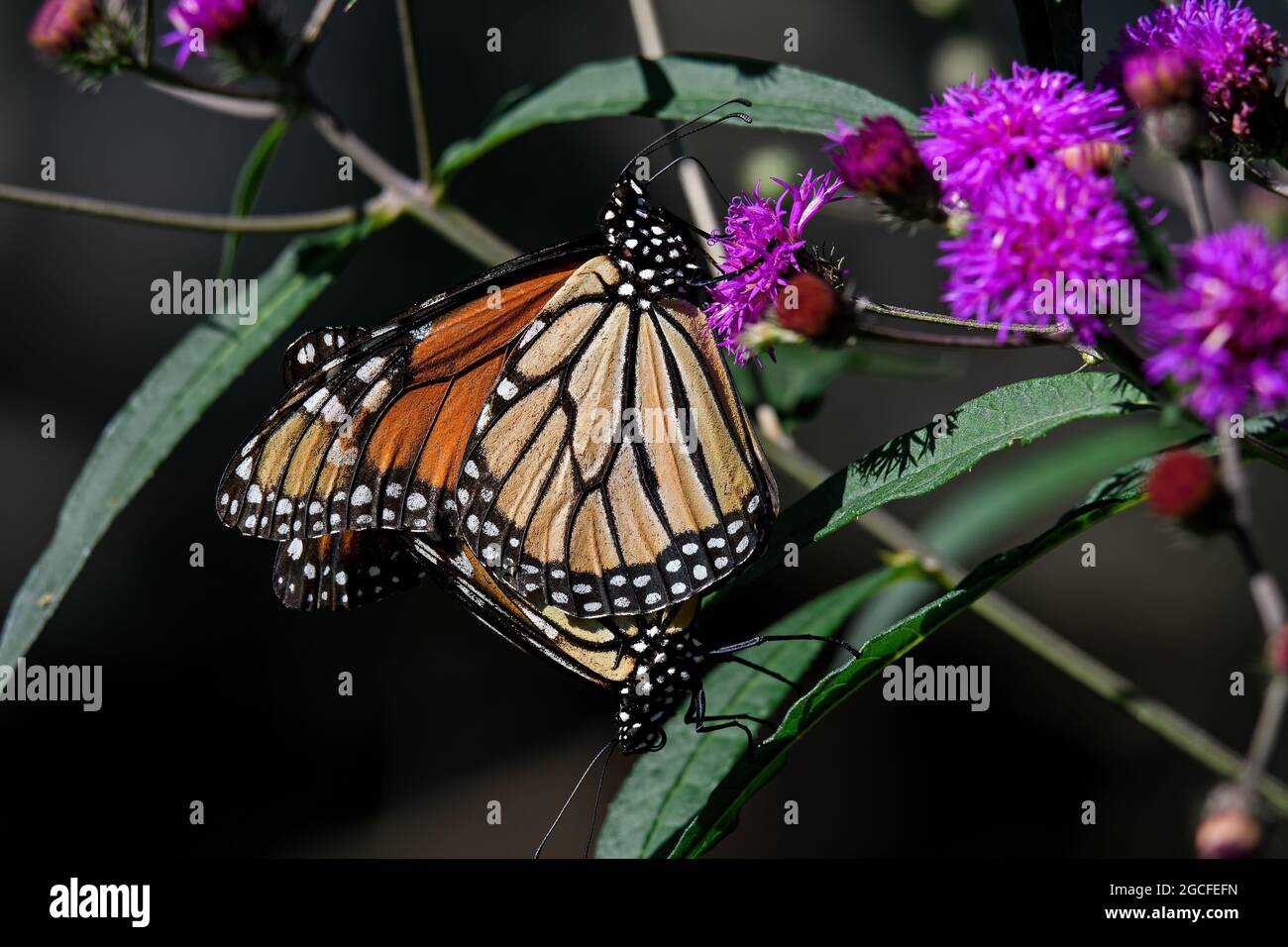 Farfalle Monarch che si accoppiano su fiore di ironweed. Si tratta di una farfalla di alghe di latte ed è minacciata dalla perdita di habitat negli Stati Uniti. Foto Stock