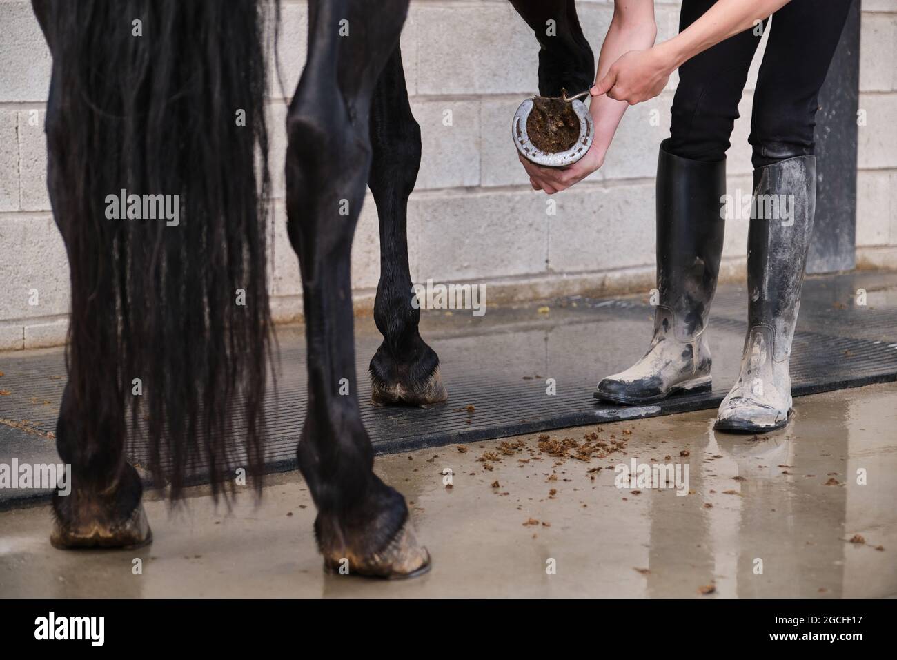 Cura dei piedi di cavallo domestico immagini e fotografie stock ad alta  risoluzione - Alamy