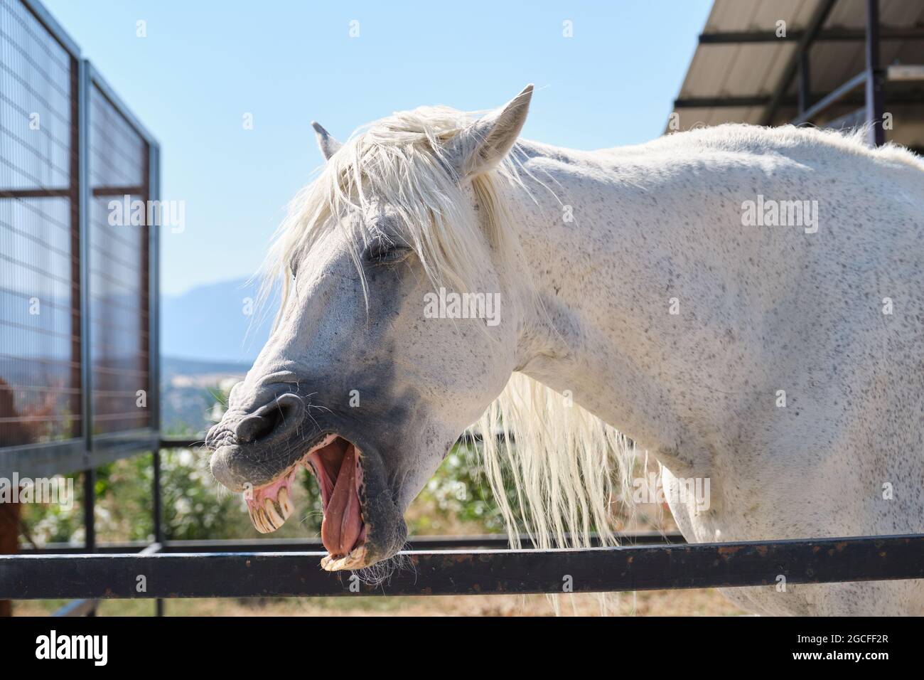 Ritratto di un cavallo bianco che sbava o ride. Foto Stock