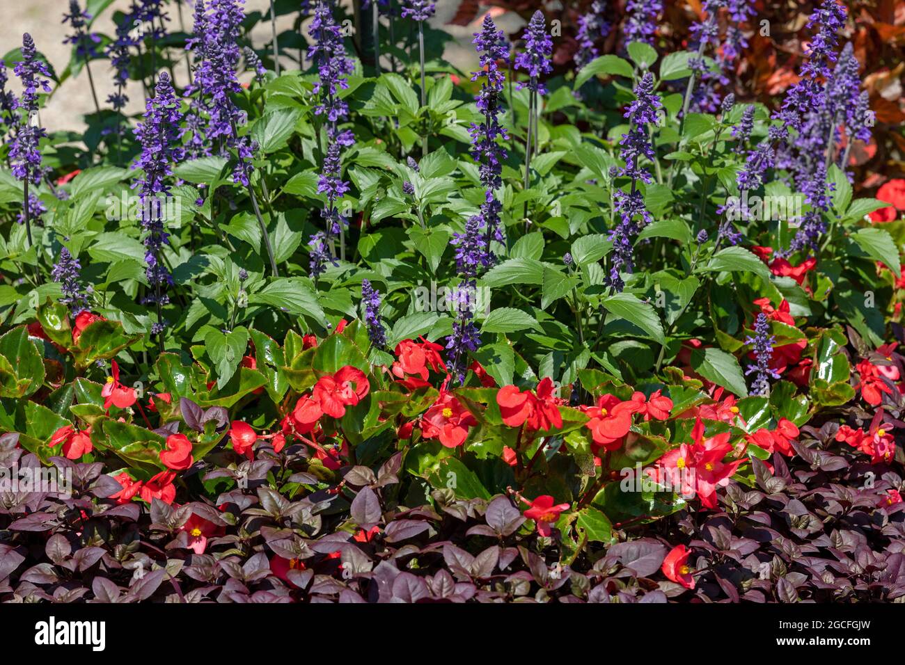 Fiori, Isola Madre, Stresa, Lago maggiore, Piemonte, Italia Foto Stock