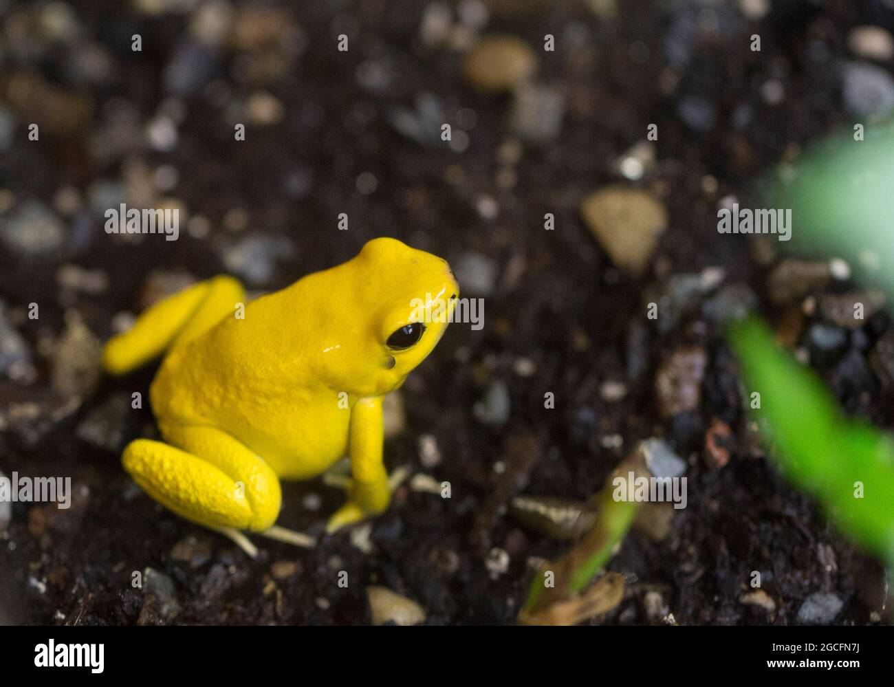 Primo piano di una rana di veleno d'oro o di una rana di freccette d'oro, Smithsonian National Zoological Park, Washington, DC, USA Foto Stock