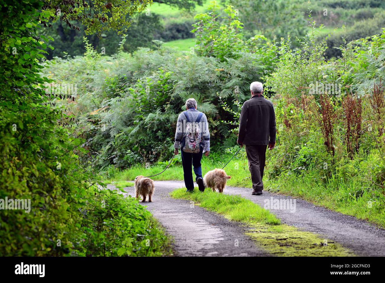 Due persone che camminano cani a Broadwood Kelly, Devon, Inghilterra, Regno Unito Foto Stock