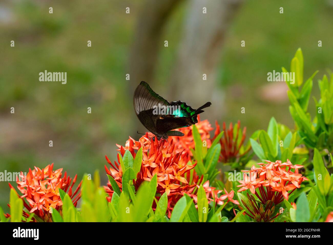 Incredibilmente bella giornata farfalla tropicale Papilio maackii impollinates fiori. La farfalla verde-nero beve nettare dai fiori. Colori e bellezza di Foto Stock