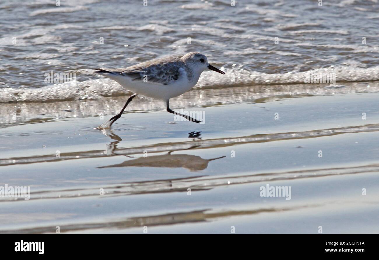 Sanderling Shorebird che corre lungo la spiaggia a Kiawah Island, Carolina del Sud. Foto Stock