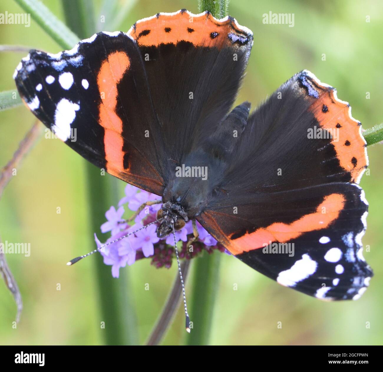 Una farfalla ammiraglio rossa (Vanessa atalanta) succhia il nettare da un fiore di Verbena bonariensis. Bedgebury Forest, Kent, Regno Unito. Foto Stock