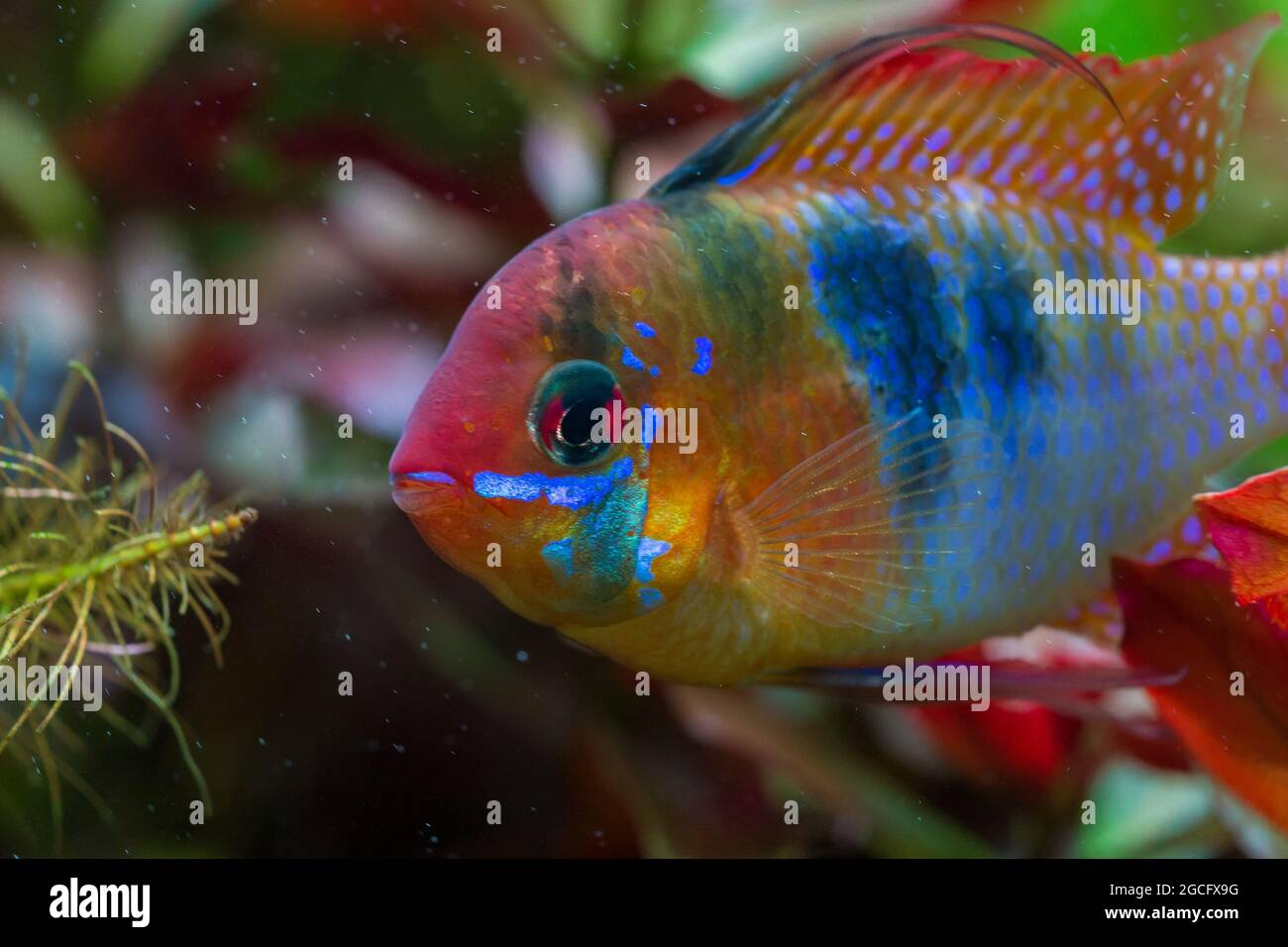 Montone blu tedesco, Mikrogeophagus ramirezi Foto Stock