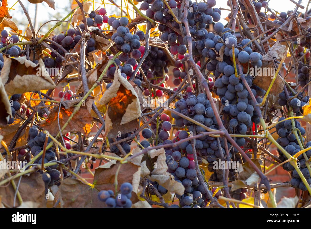 Vendemmia delle uve a fine autunno. Grappoli neri di uve mature e foglie secche sulla vite. Foto Stock