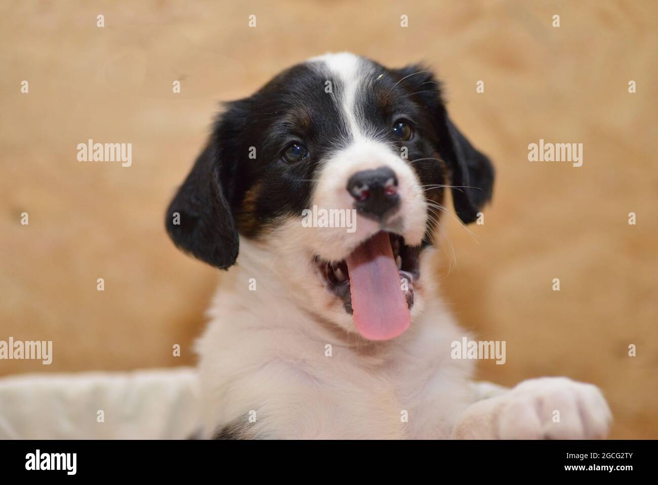 Bernese Mountain Dog sembra curiosamente fuori dal cesto Foto Stock