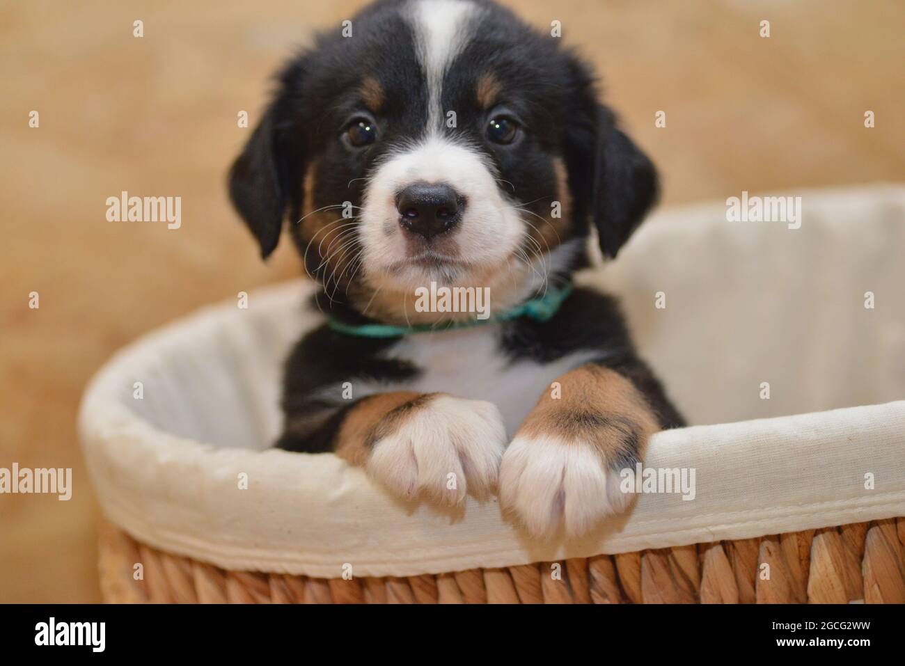 Bernese Mountain Dog sembra curiosamente fuori dal cesto Foto Stock