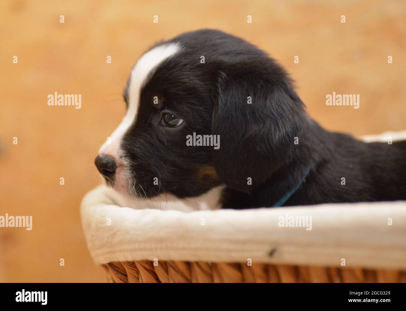 Bernese Mountain Dog sembra curiosamente fuori dal cesto Foto Stock