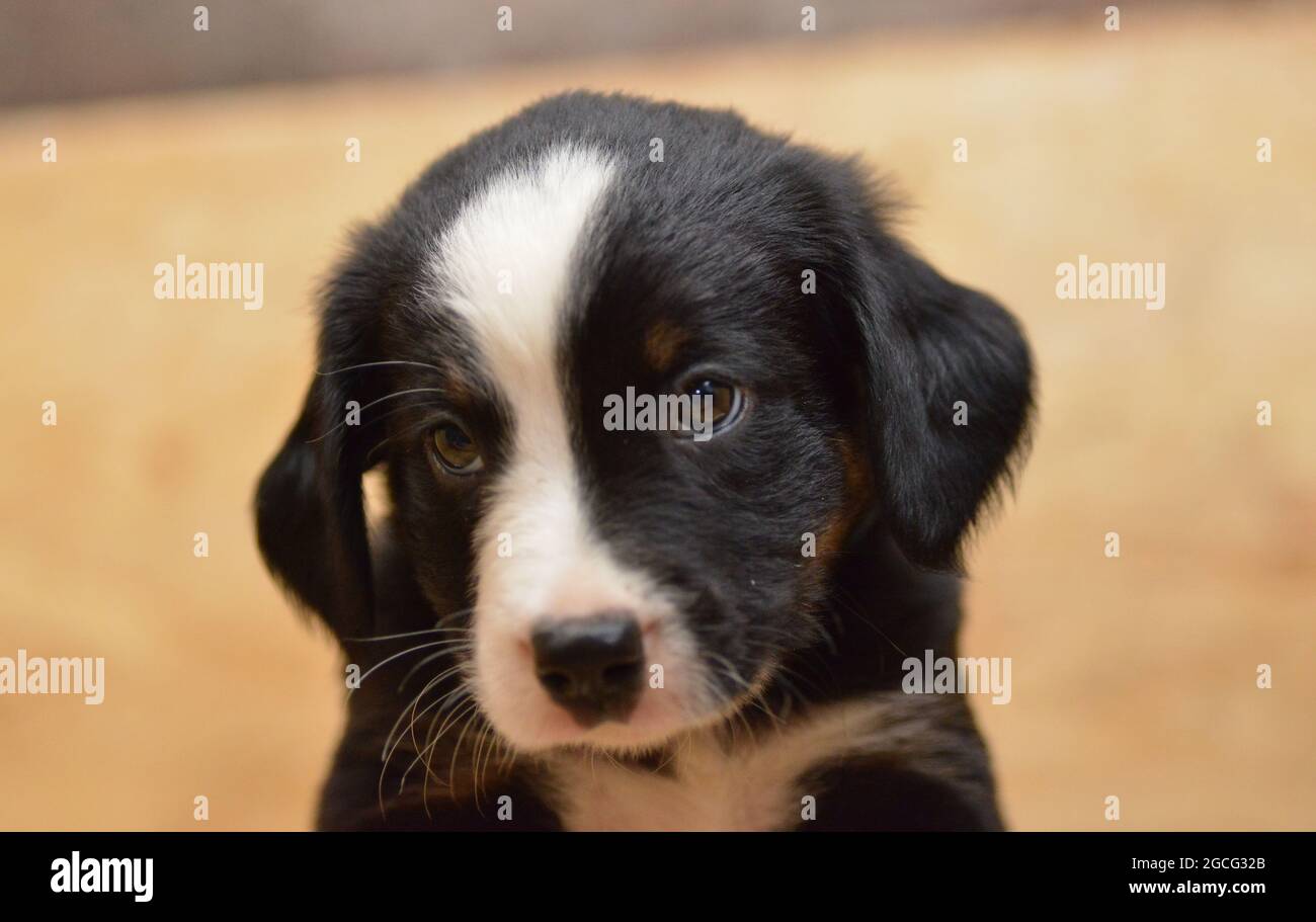 Bernese Mountain Dog sembra curiosamente fuori dal cesto Foto Stock