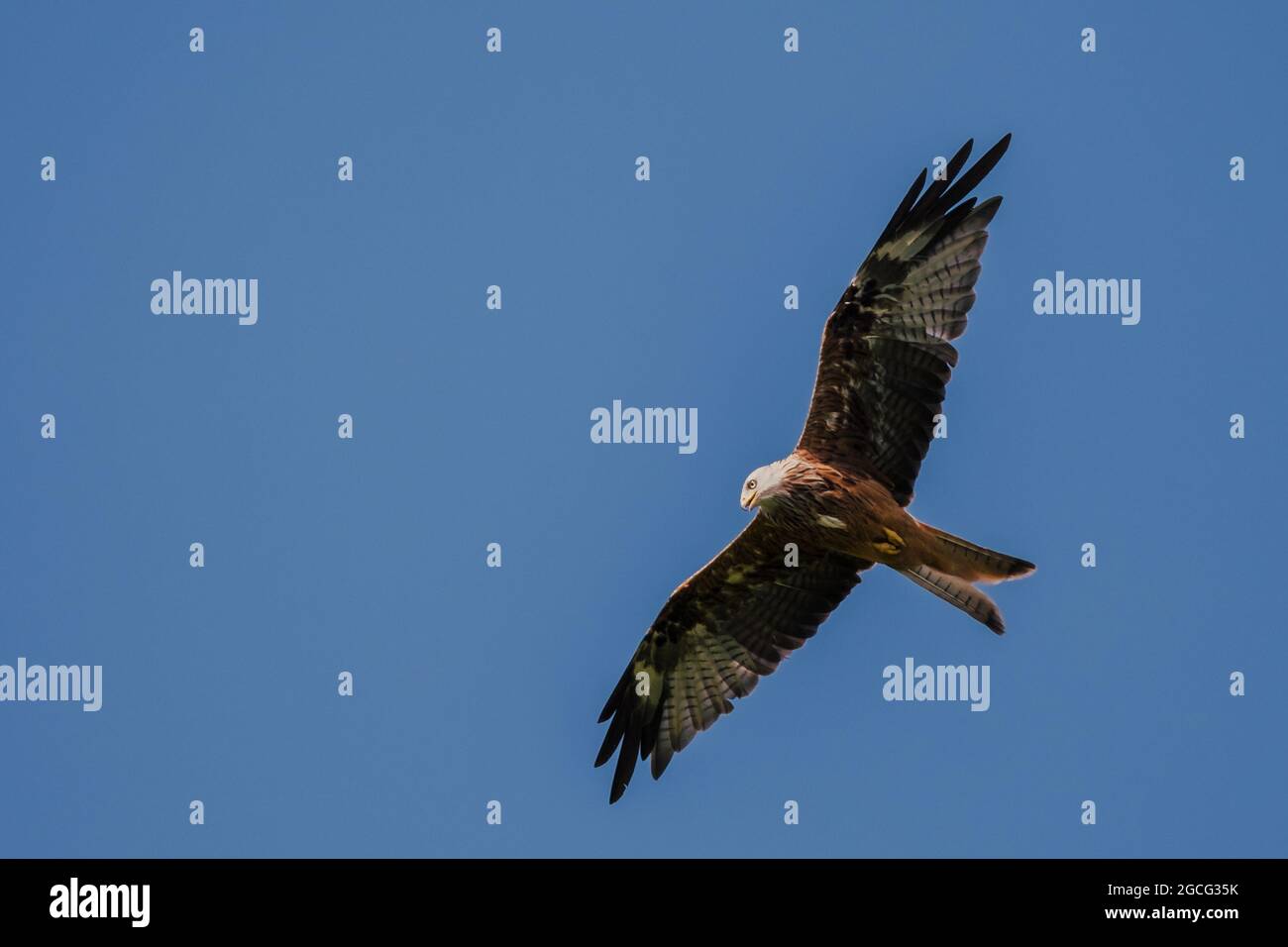 Red Kite, in volo Foto Stock