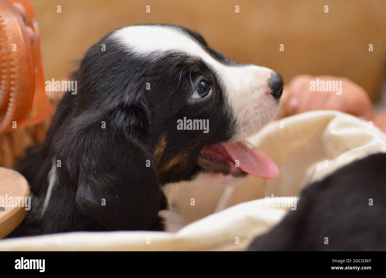Bernese Mountain Dog sembra curiosamente fuori dal cesto Foto Stock