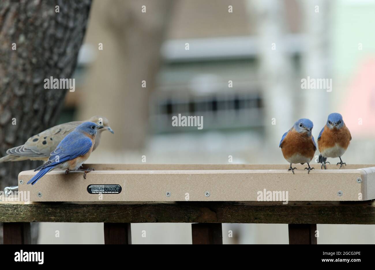 Un gregge di bluebirds orientali maschili (Sialia sialis) e una colomba di lutto (Zenaida macroura) che mangia in un alimentatore di uccelli piattaforma in inverno in New England Foto Stock