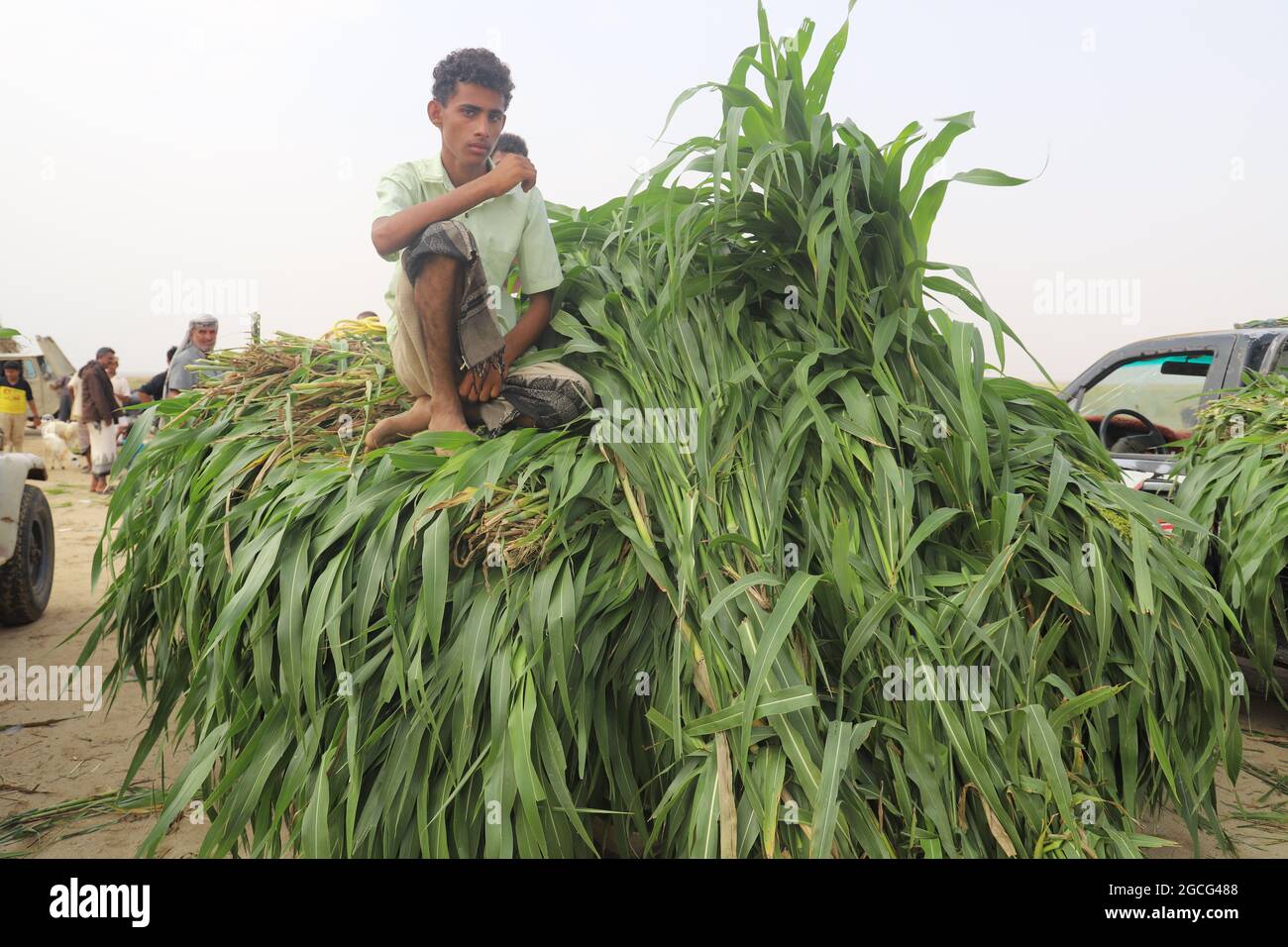 Hajjah, Yemen. 8 agosto 2021. Un agricoltore yemenita vende foraggio per bestiame in una fiera locale nella provincia di Hajjah, Yemen, l'8 agosto 2021. Credit: Al-Wafi/Xinhua/Alamy Live News Foto Stock