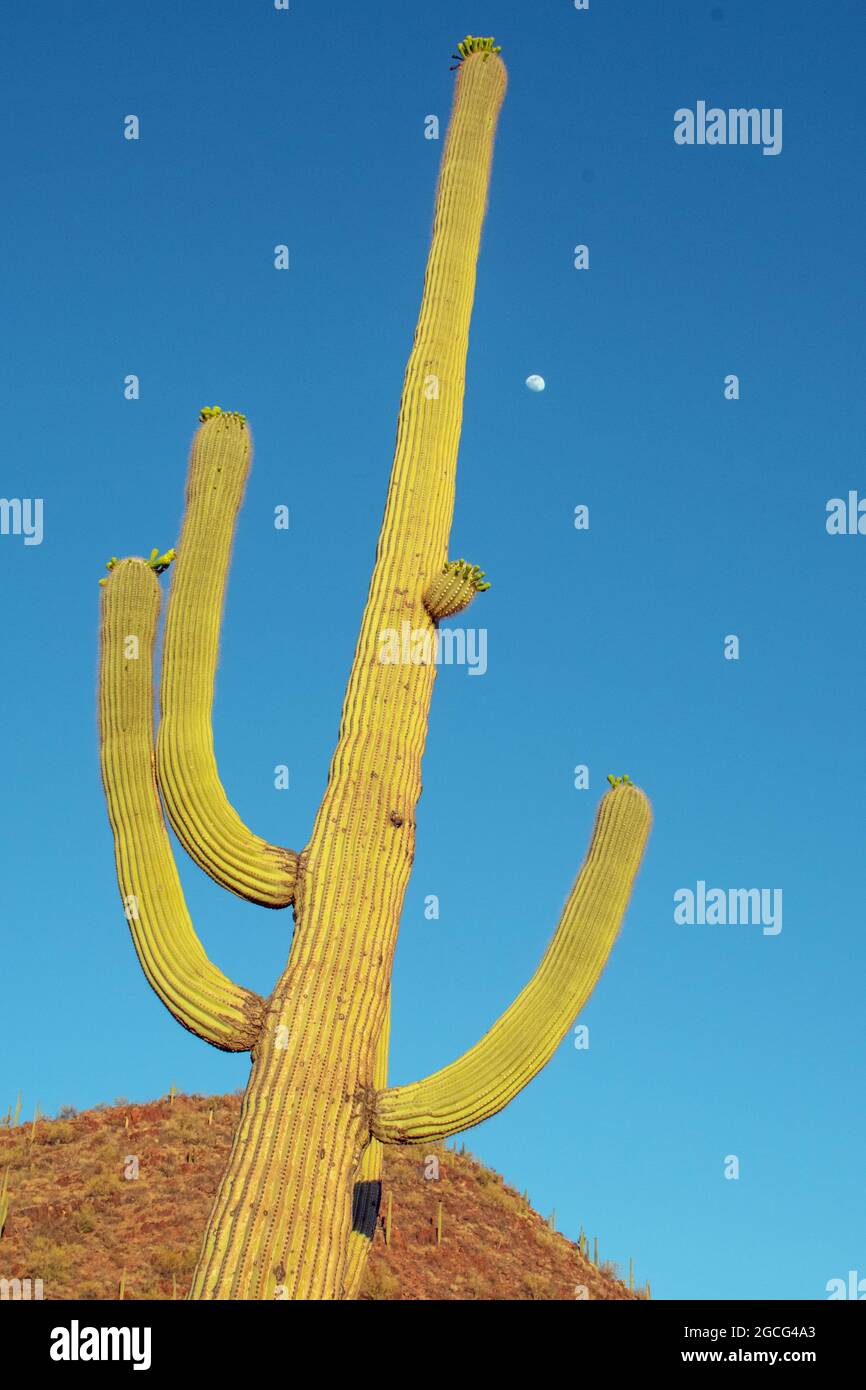 Cactus Saguaro (Carnegiea gigantea) Foto Stock