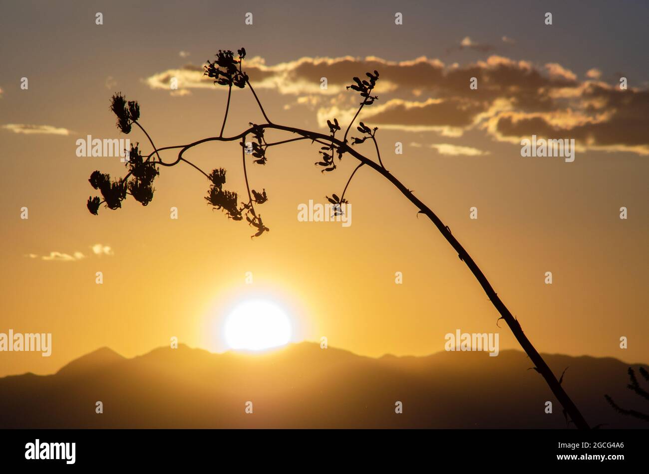 Agave Bloom si inarcano sul tramonto Foto Stock