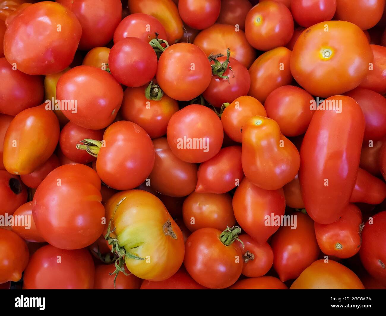 Pomodori rossi freschi biologici sfondo verdure, ingredienti alimentari sani Foto Stock