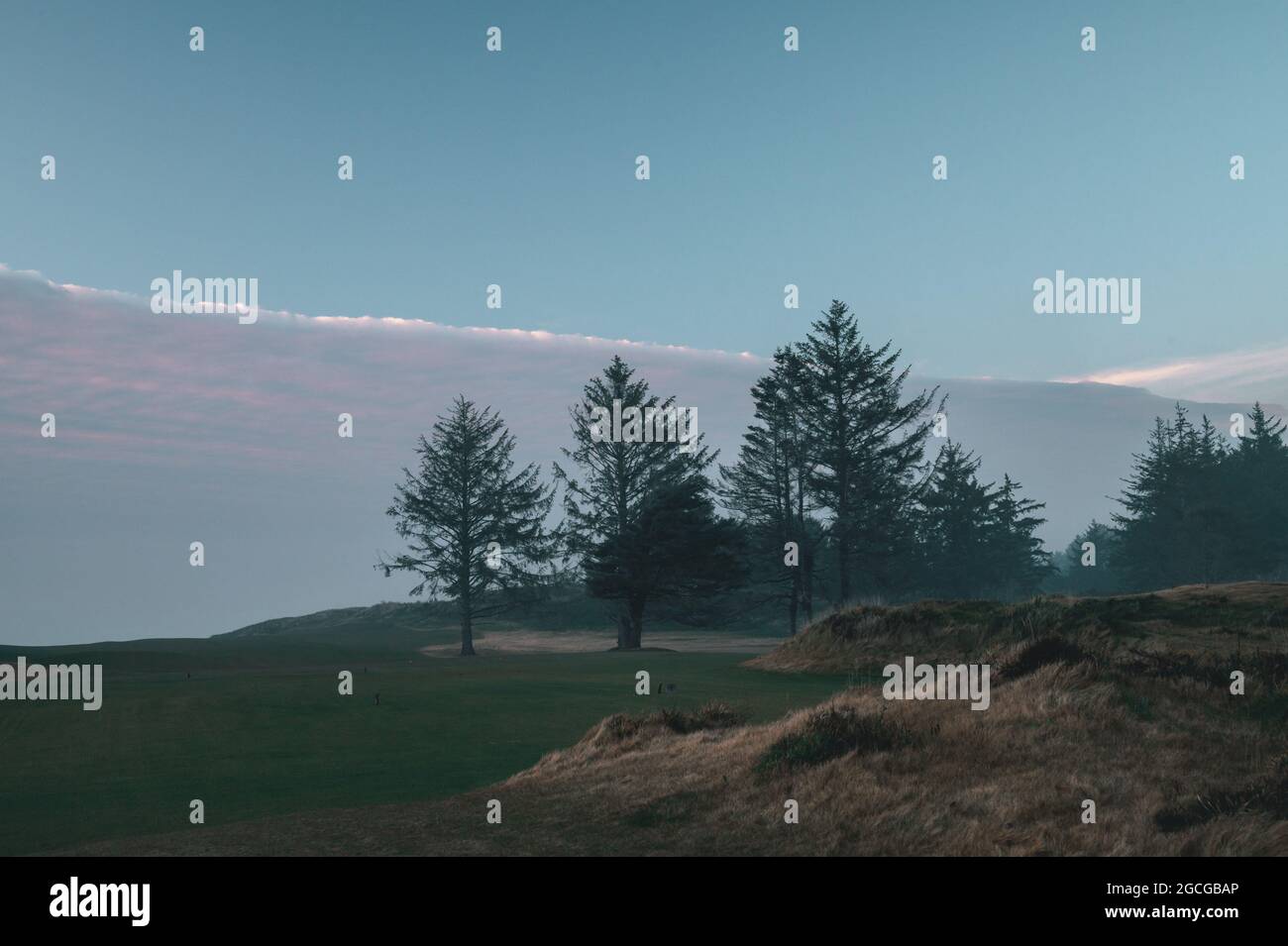 Alberi in nebbia sul campo da golf Bandon Dunes Foto Stock