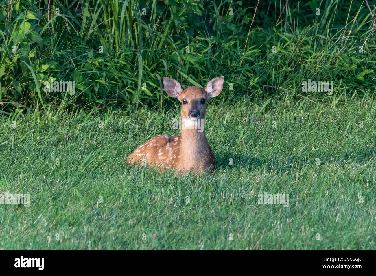 Adorabile cervo dalla coda bianca che riposa in erba. Foto Stock