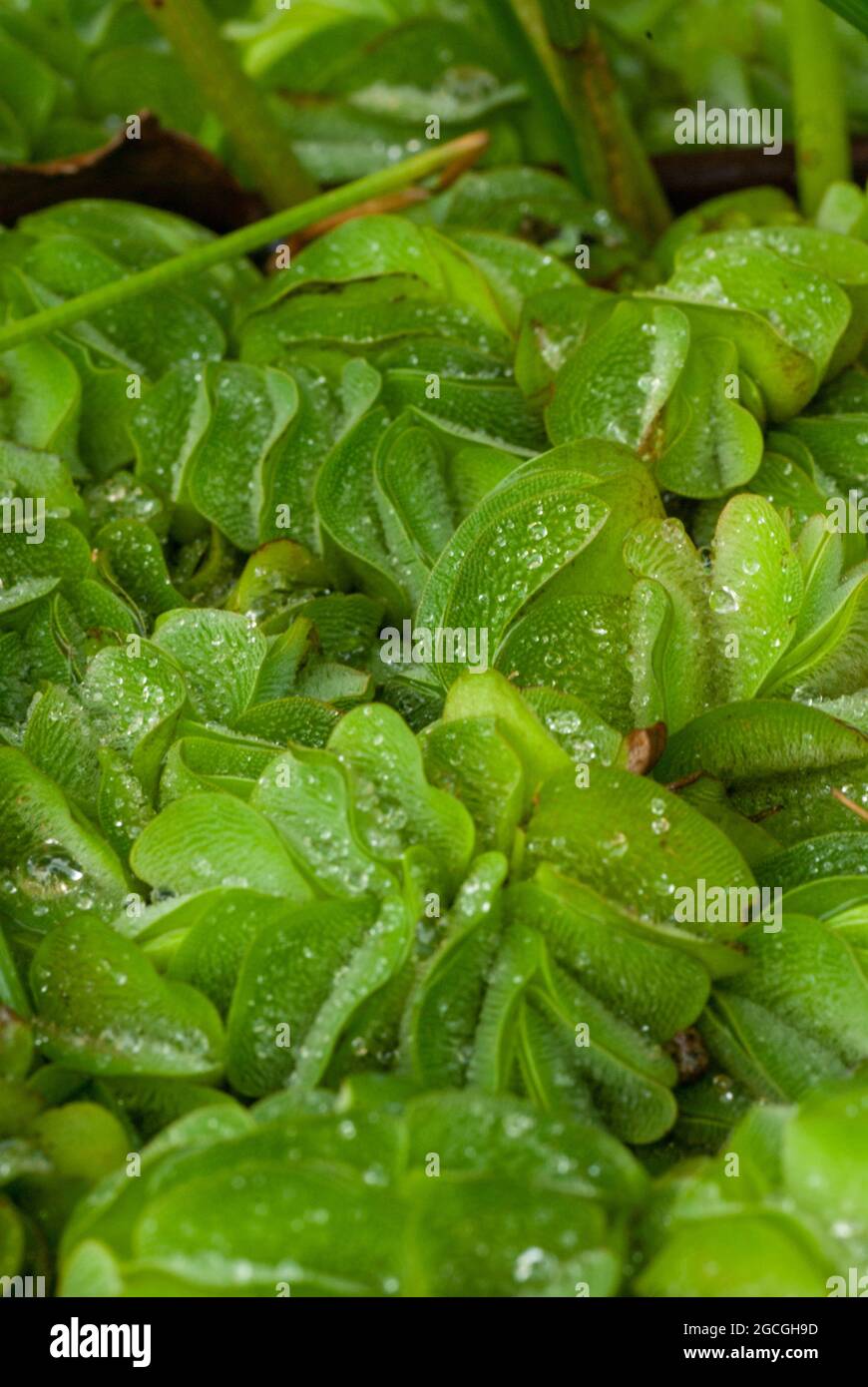 Stagno Weed più umidità. Foto Stock