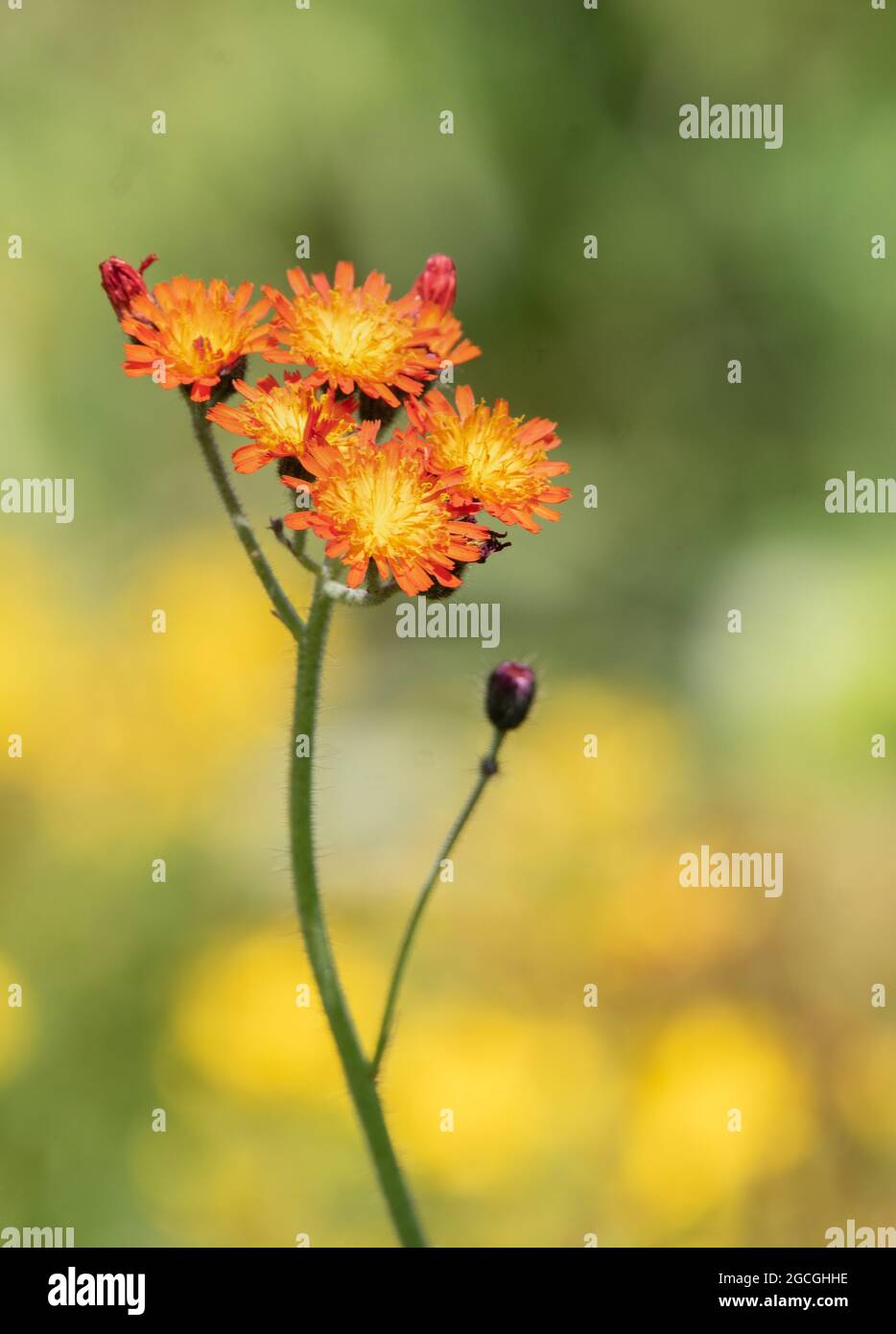 Fiori di arance selvatiche (Pilosella aurantiaca) Foto Stock