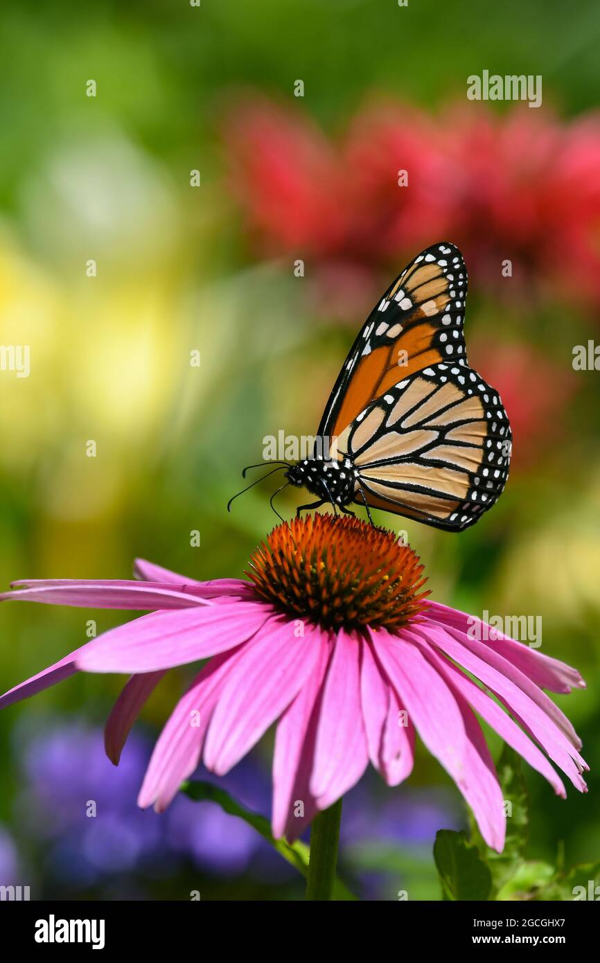 Una farfalla monarca, Danaus plexippus, che si nutre di un fiore di cono viola, Echinacea purpurea, in un giardino a Speculator, NY USA Foto Stock