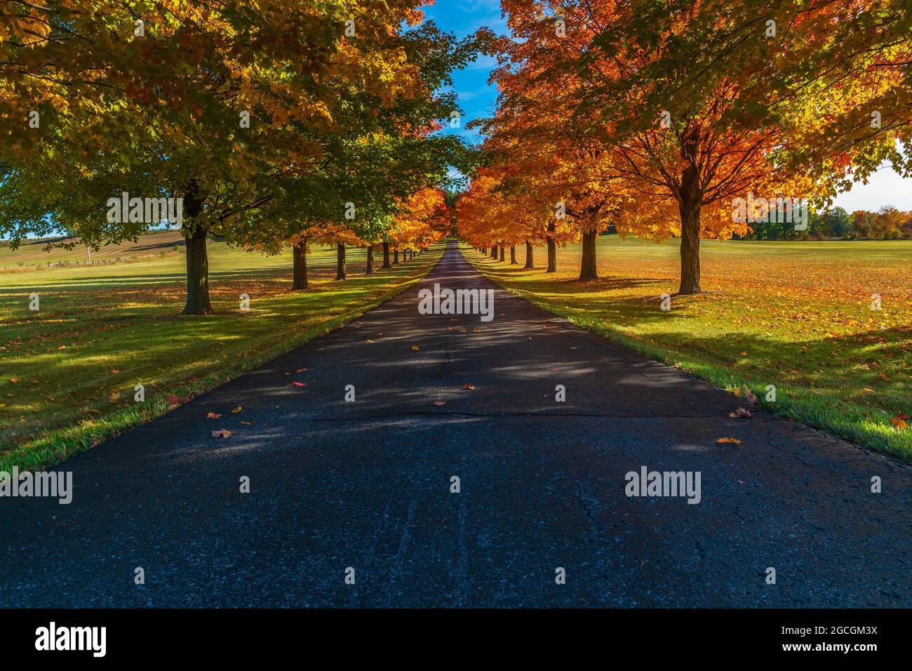 Strada colorata attraverso alberi d'acero dorati e marroni in autunno Foto Stock
