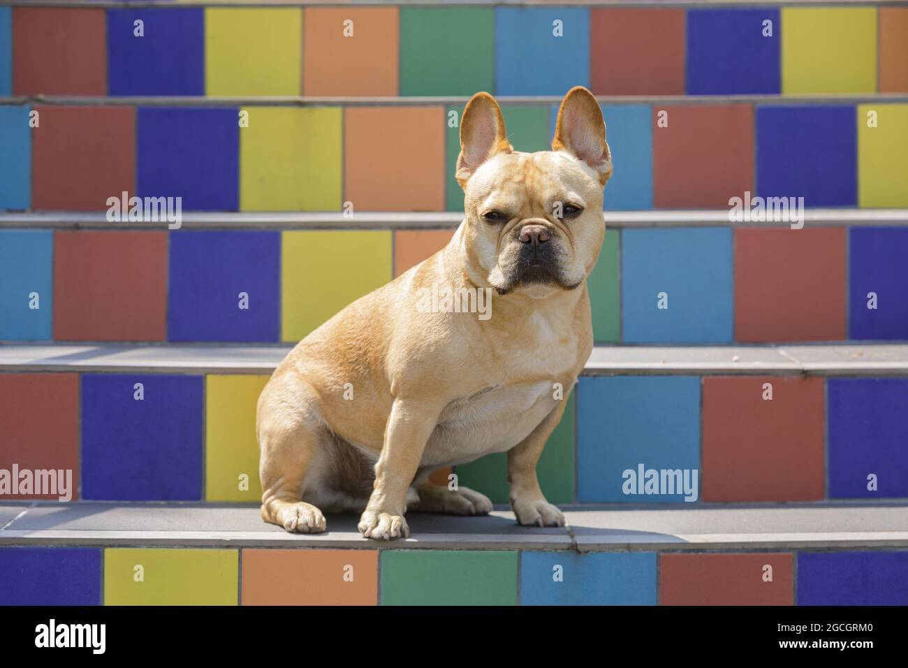 5 anni-vecchio Tan maschio Bulldog francese seduto su colorata scala piastrellata a San Francisco, California. Foto Stock