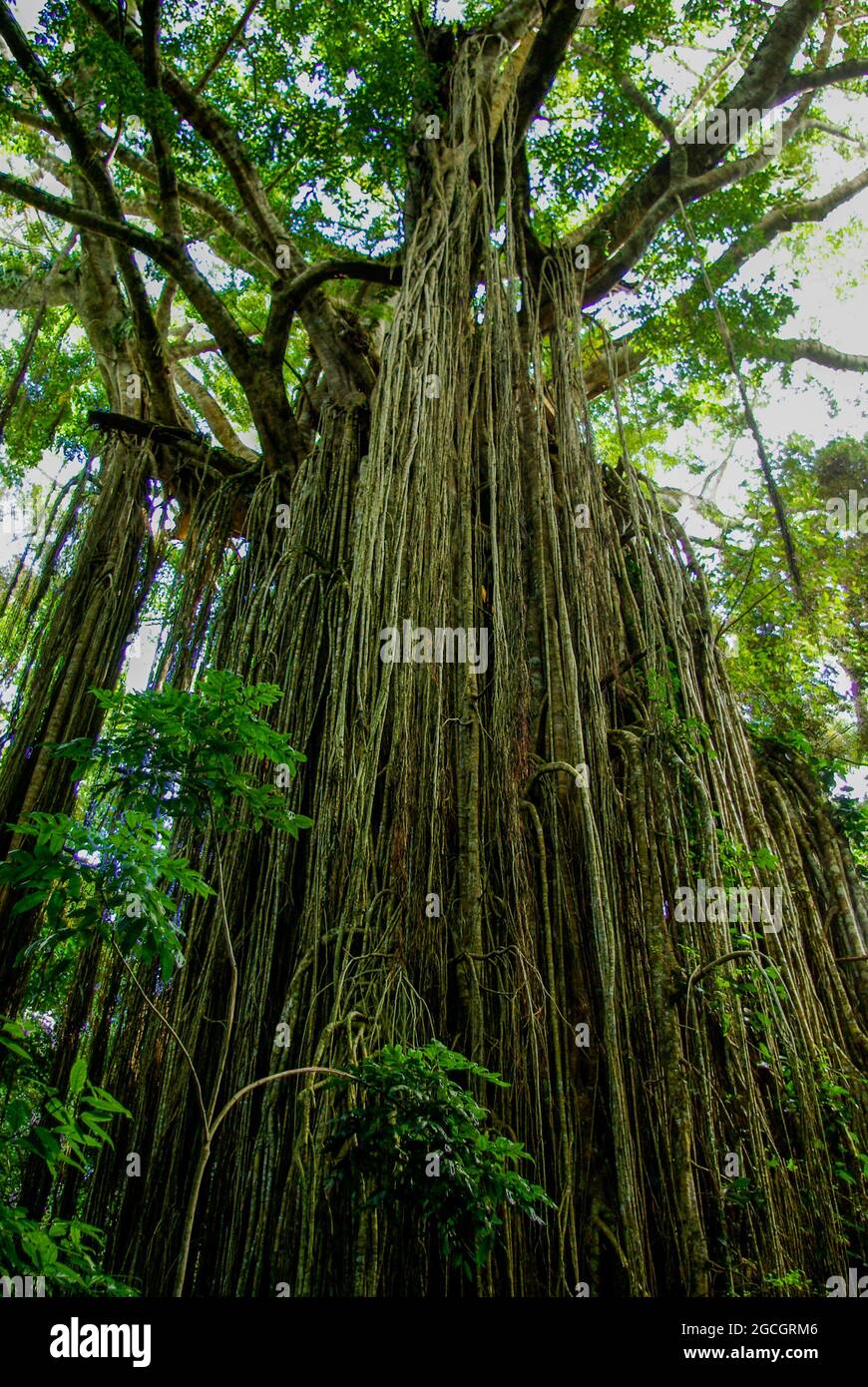 Strangler Tenda di Fig. Ficus virens Foto Stock