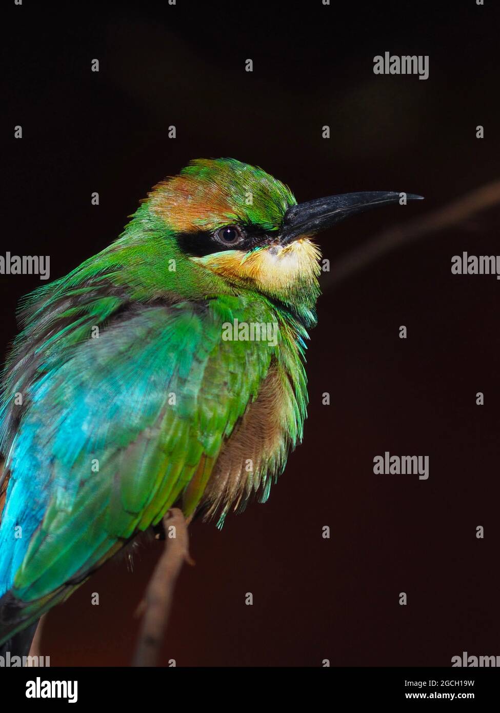 Vibrante e abbagliante Rainbow Bee-Eater. Foto Stock