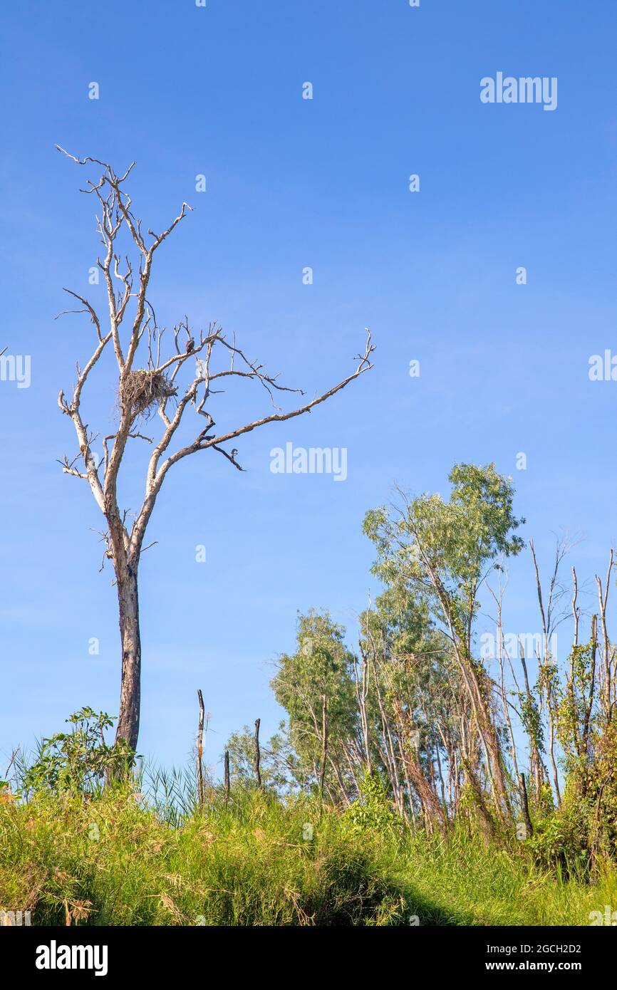 Aquila di mare dalle decorazioni bianche che nidificano accanto al fiume East Alligator Foto Stock