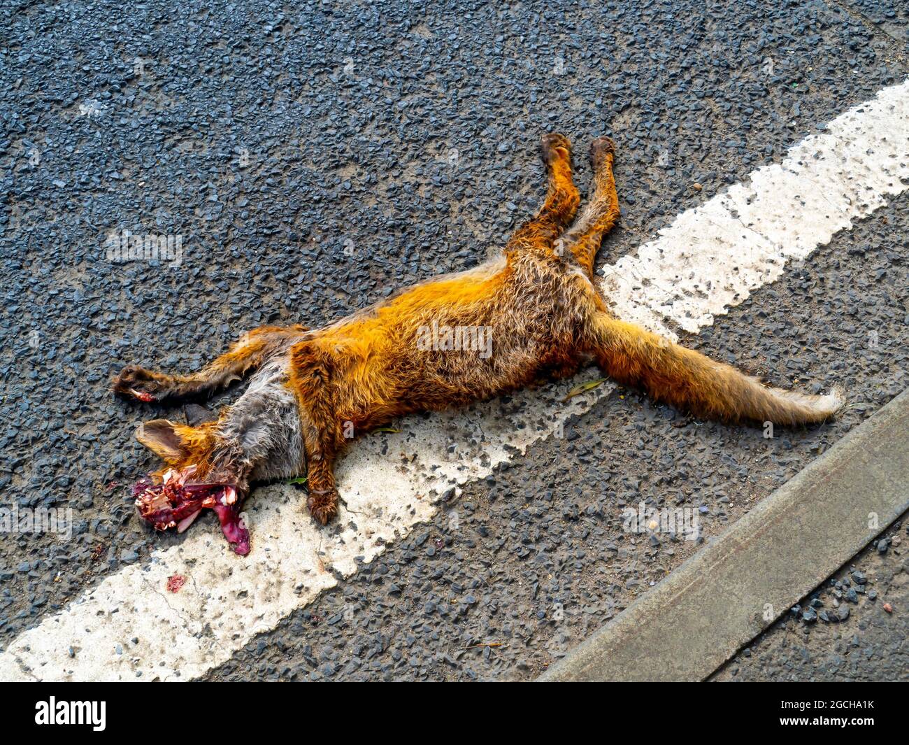 Una volpe morta Vulpes Vulpes che giace sulla strada e evidentemente ucciso da un veicolo a motore Foto Stock