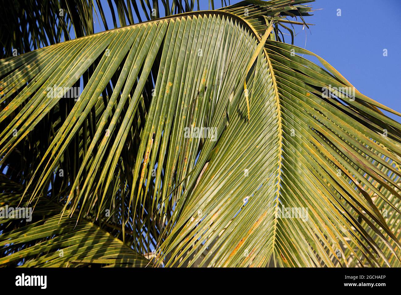 Closeup di foglie di cocco a spada contro il cielo blu Foto Stock