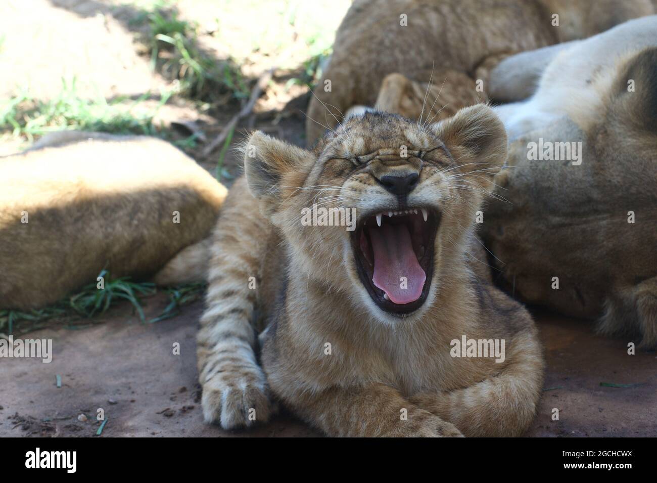 Tempo per il mio pisolino! I Lions (Panthera Leo) dello zoo all'aperto di Werribee avevano 3 cuccioli - e gli piacevano molto dormire, soprattutto dopo un nutrimento della mamma. Foto Stock