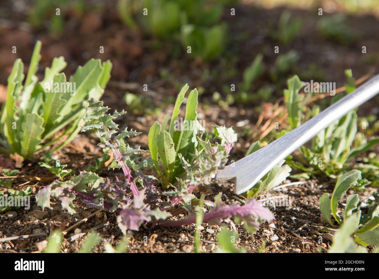 Pinzetta a dente di leone che rimuove i dandelioni dal suolo Foto Stock