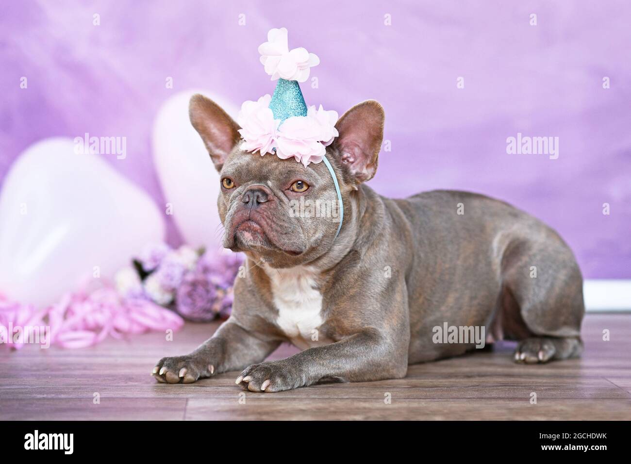 Cane Bulldog francese con cappello di compleanno in parte di fronte a sfondo rosa sfocato con fiori e palloncini a forma di cuore Foto Stock