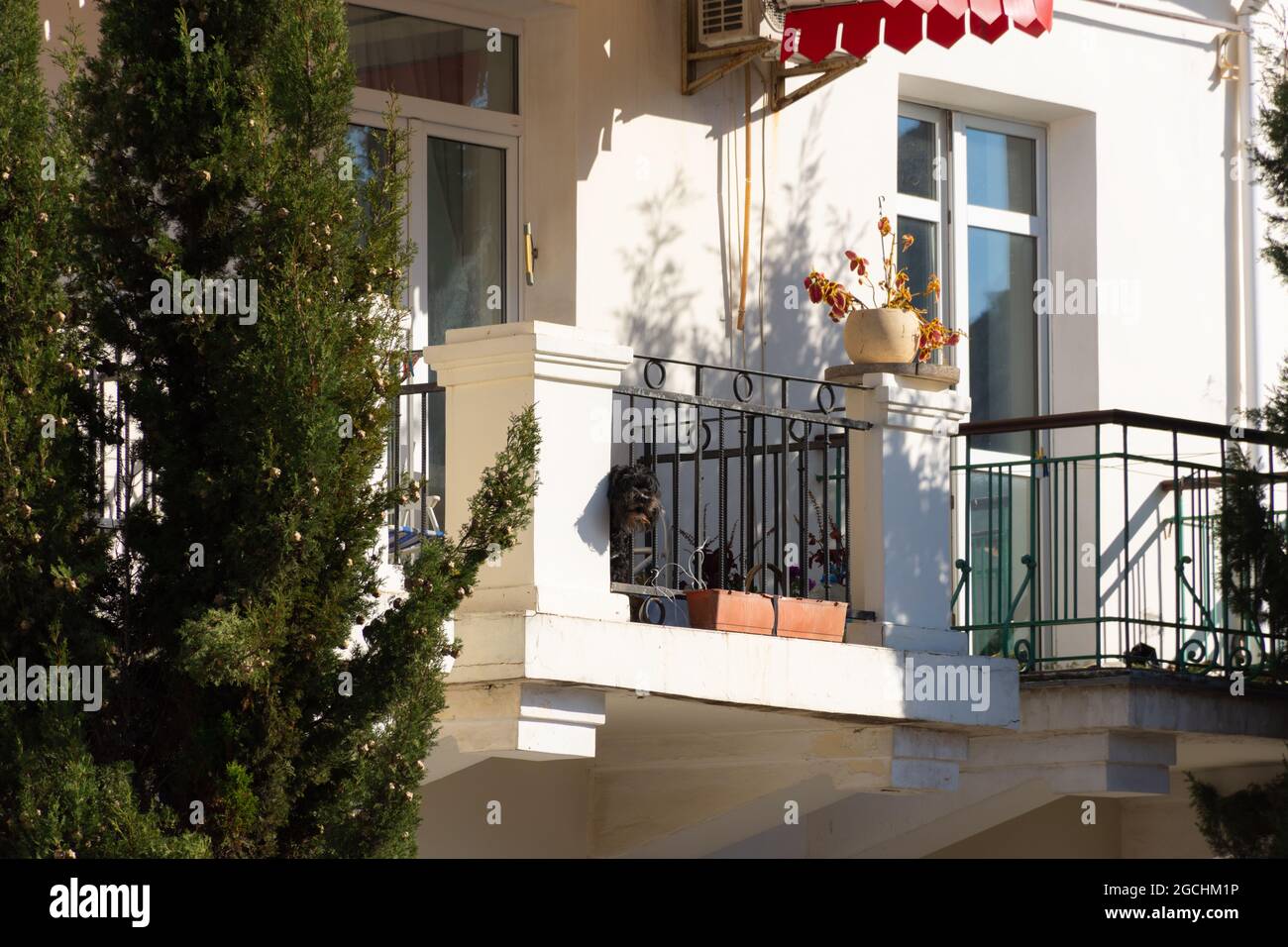 Balaklava Crimea Sevastopol 4 novembre 2018. Un cane sul balcone si affaccia attraverso la ringhiera. Un curioso cane nero furry ha bloccato il naso e Foto Stock