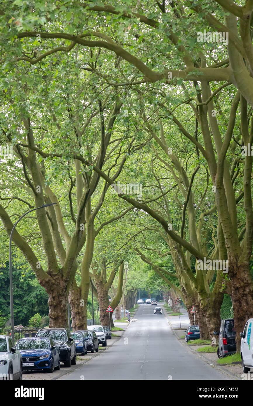 Viale tranquillo con enormi alberi vecchi su entrambi i lati, Germania Foto Stock