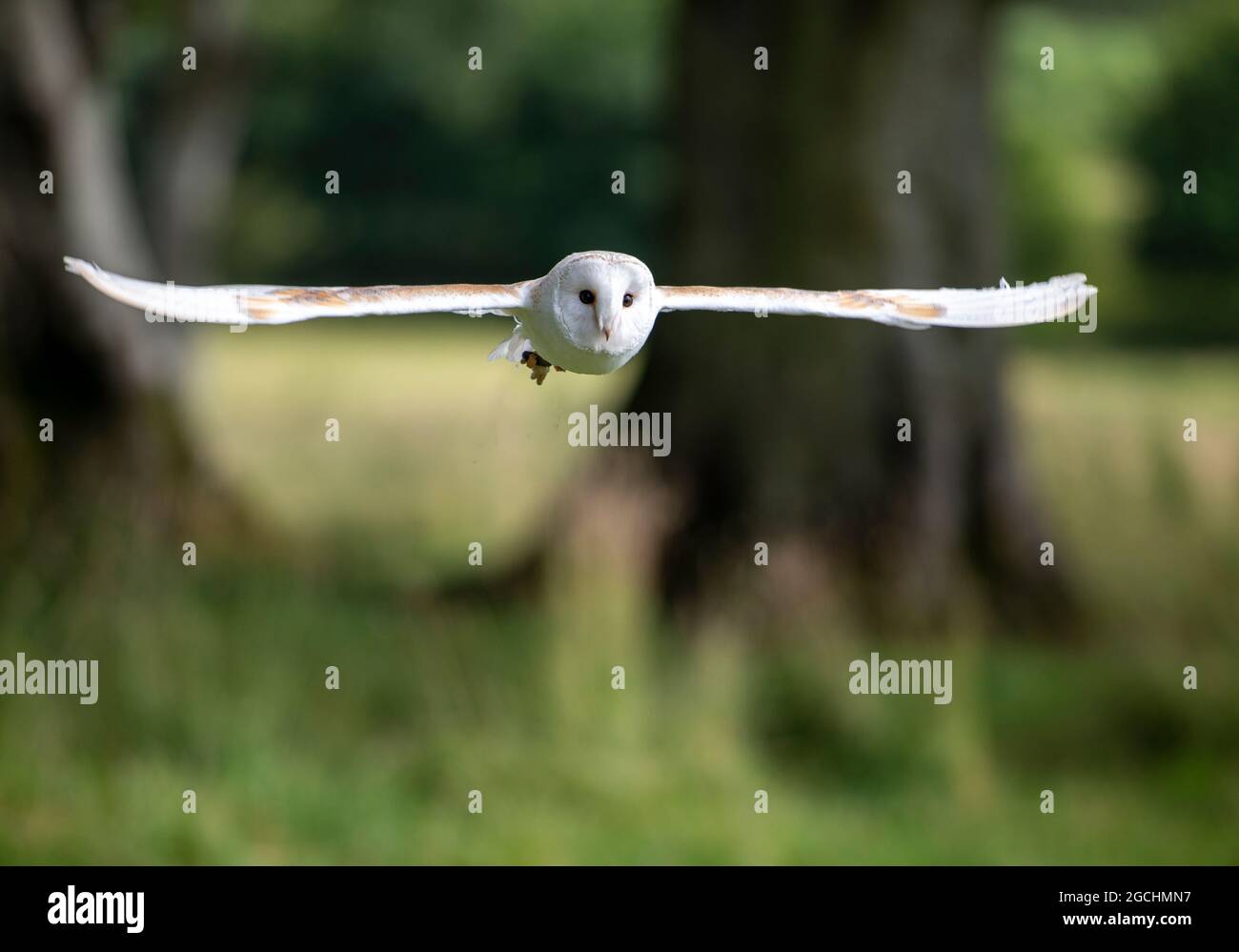 Barn Owl (Tyto Alba) che vola nel bosco al National Bird of Prey Center, Russborough House, County Wicklow, Irlanda Foto Stock