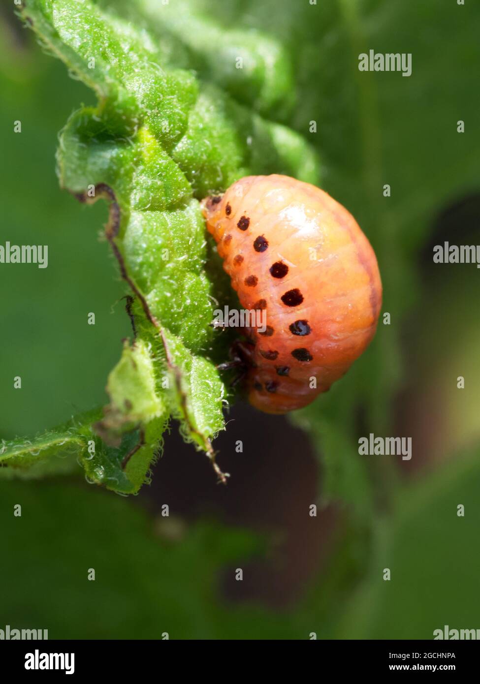 La larva del coleottero di patate del Colorado mangia una foglia di patate. Foto Stock